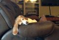 Cupcake on a recliner.